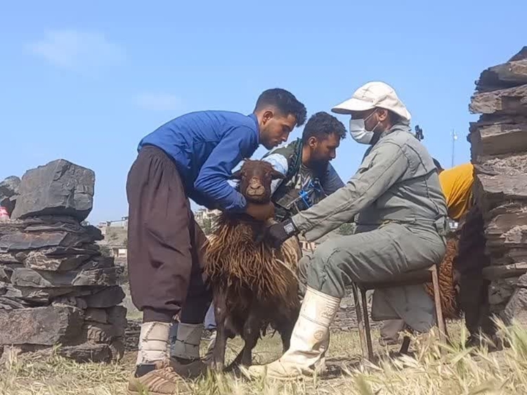 واکسیناسیون بیش از 217 هزار راس دام علیه تب برفکی در شهرستان تربت حیدریه